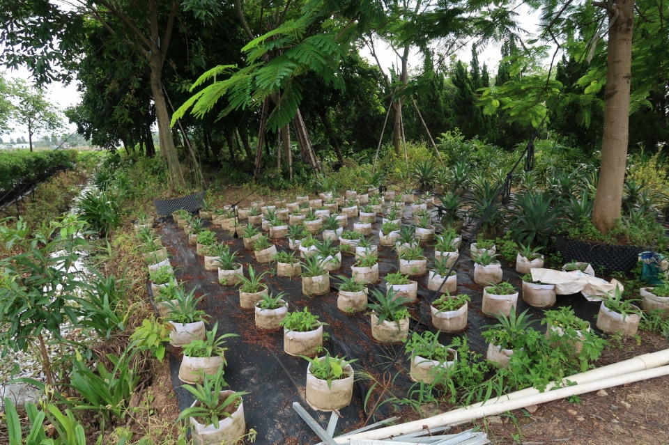 pot plant supply